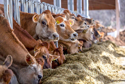 La nebulizzazione nell'allevamento e benessere animale La nebulizzazione nell'allevamento e benessere animale