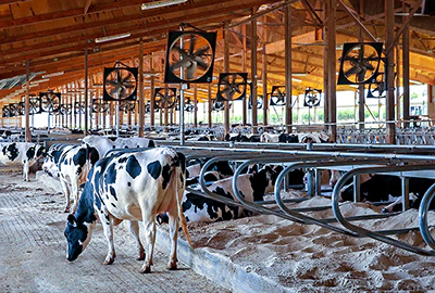 La nebulizzazione nell'allevamento animale