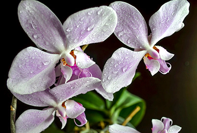 Come curare le orchidee con la nebulizzazione Come curare le orchidee con la nebulizzazione