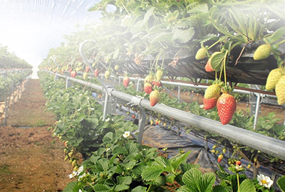 Migliore produzione nelle serre di fragole grazie alla nebulizzazione