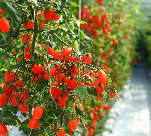 Nebulizzatori per serre e agrotecnica