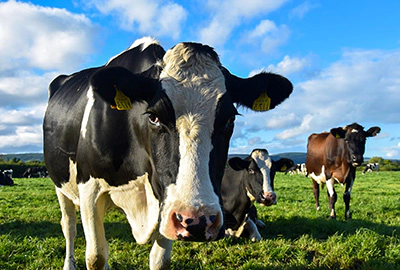 Bovino e mucca raffrescata in allevamento