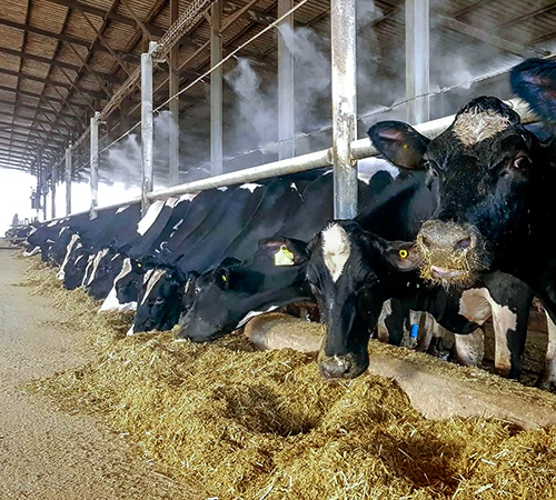Ventilatori adiabatici per allevamenti, stalle e maneggi